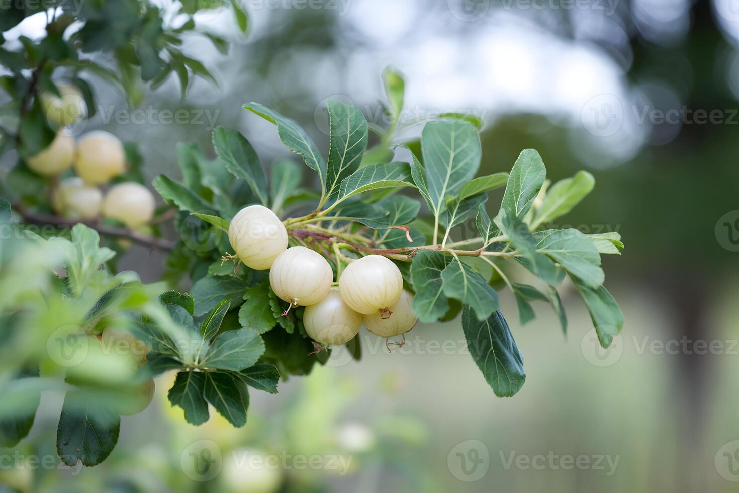 Gooseberries and leaves adorn a serene natural branch setting photo