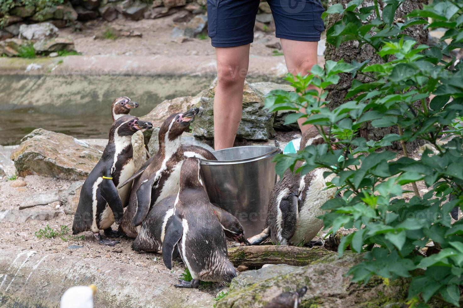 Penguin Awareness Day Group of penguins near water with caretaker in outdoor enclosure photo