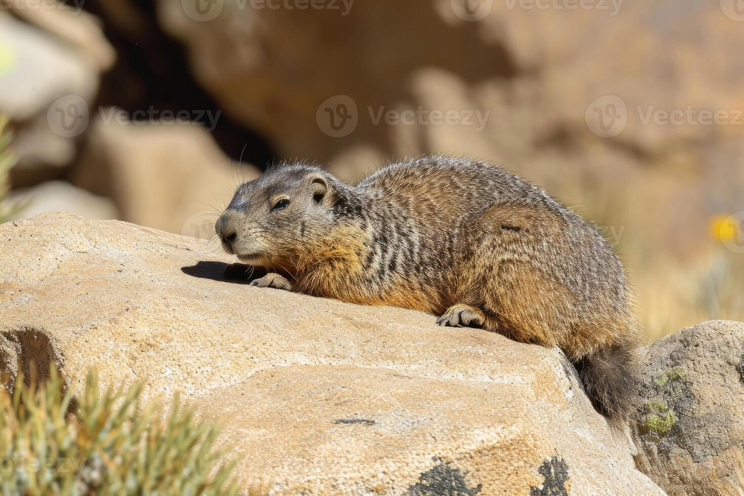 Tarbagan marmot Marmota camtschatica Pallas is basking in the sun photo