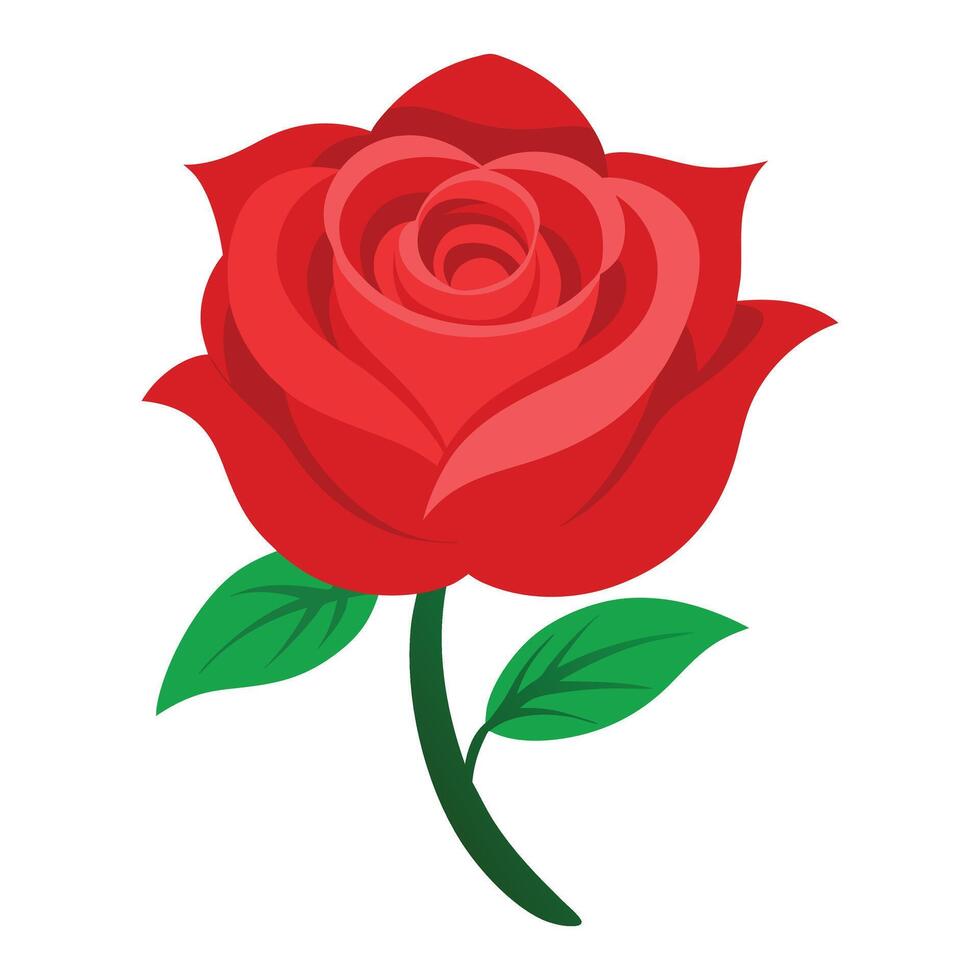 red rose flower illustration vector
