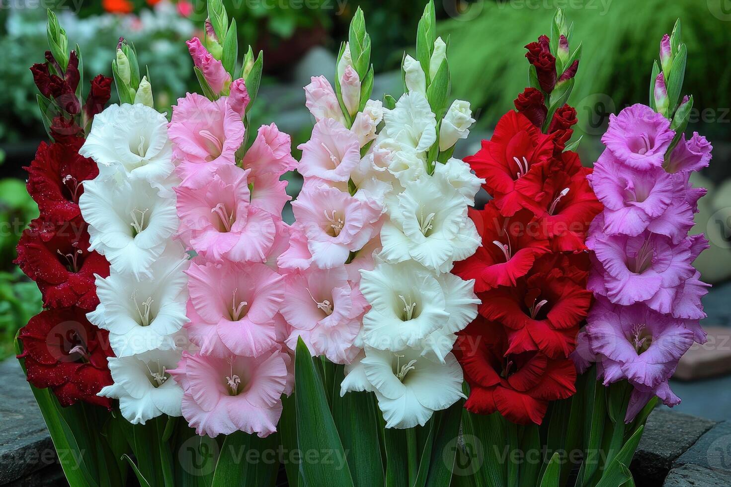 Colorful gladiolus flowers blooming in summer garden photo