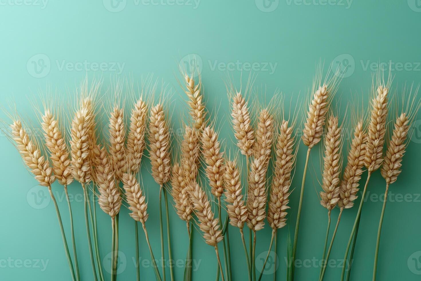 Wheat stalks standing tall against teal background, celebrating the harvest season photo