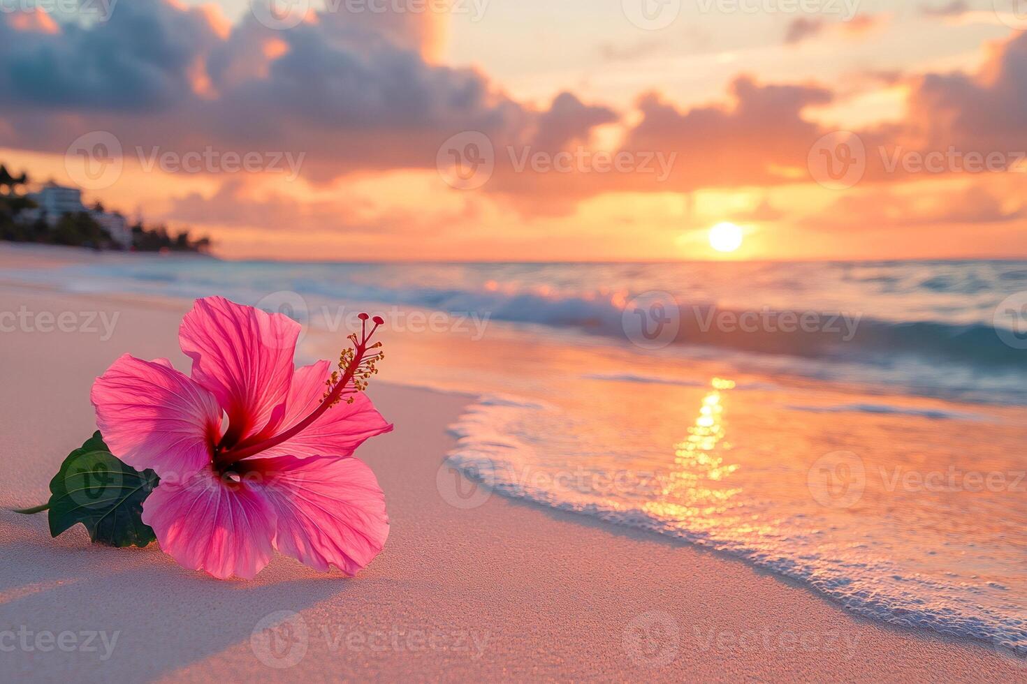Pink hibiscus flower lying on the beach at sunset photo