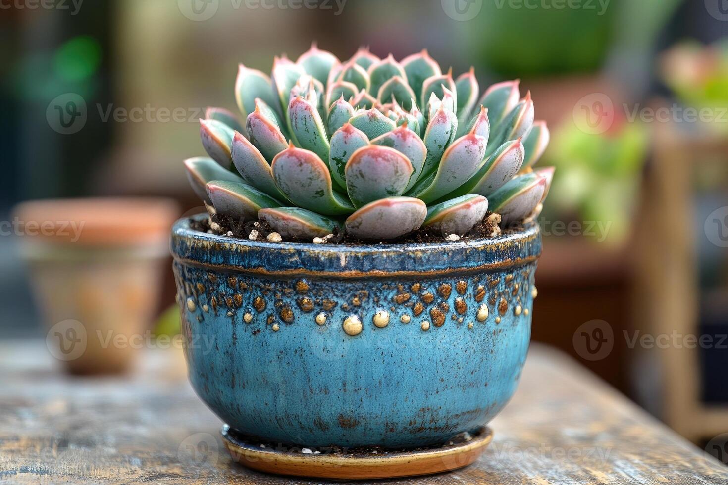 Echeveria succulent growing in a beautiful blue ceramic pot photo