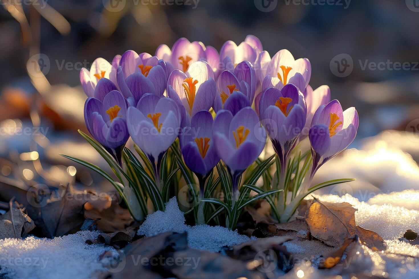 Purple crocuses blooming in snow at sunset in mountains photo