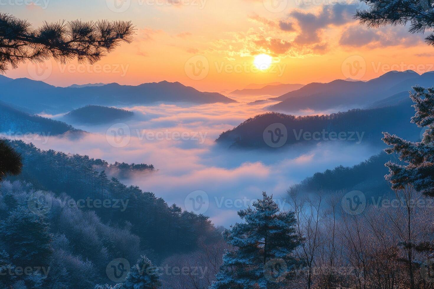 Sunrise illuminating misty mountain valley with pine trees in foreground photo
