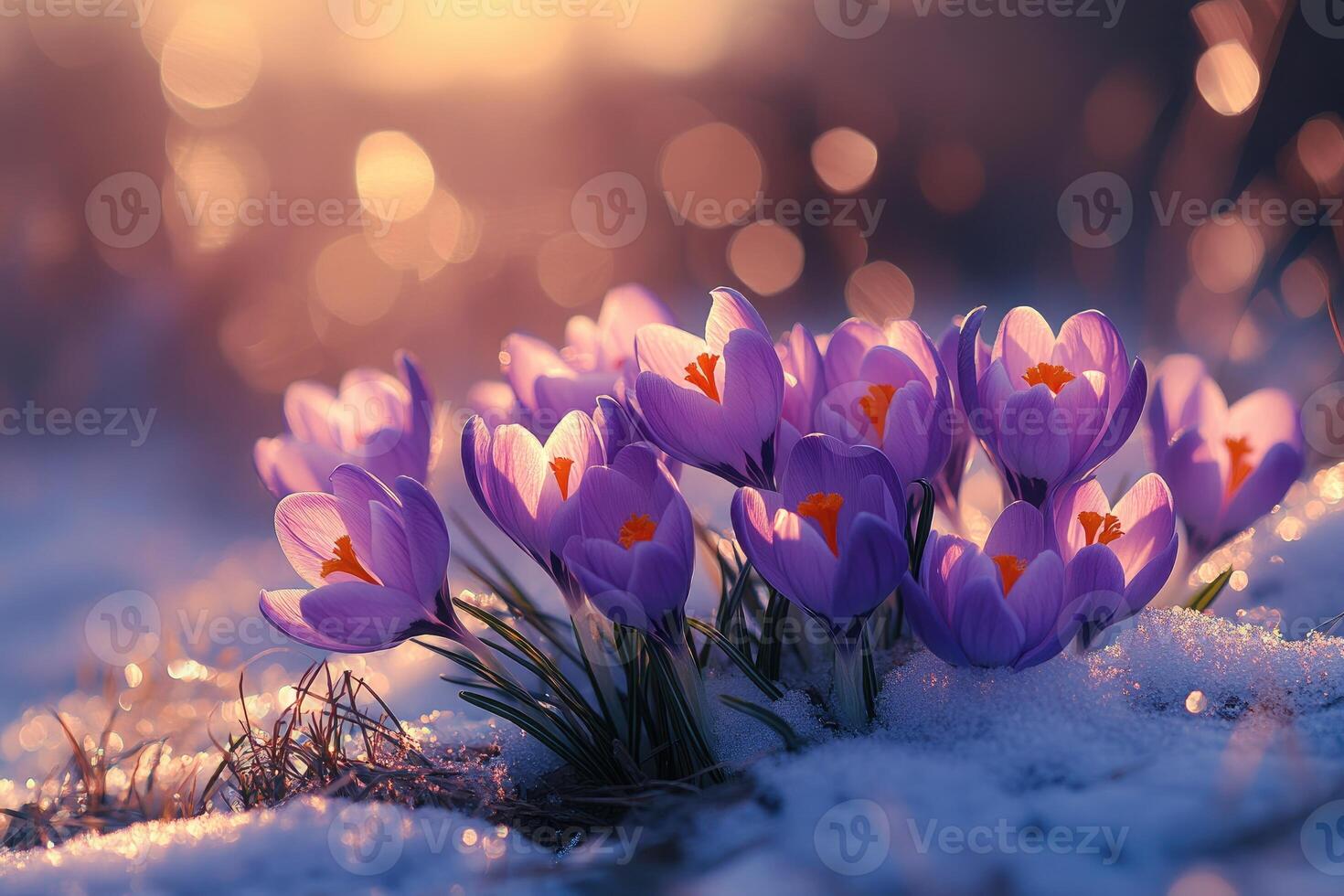 Purple crocuses blooming in snow at sunset in mountains photo