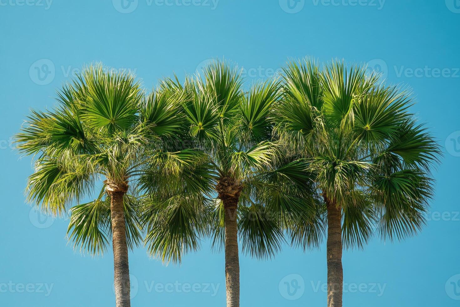 Four palm trees standing out against vibrant blue sky photo