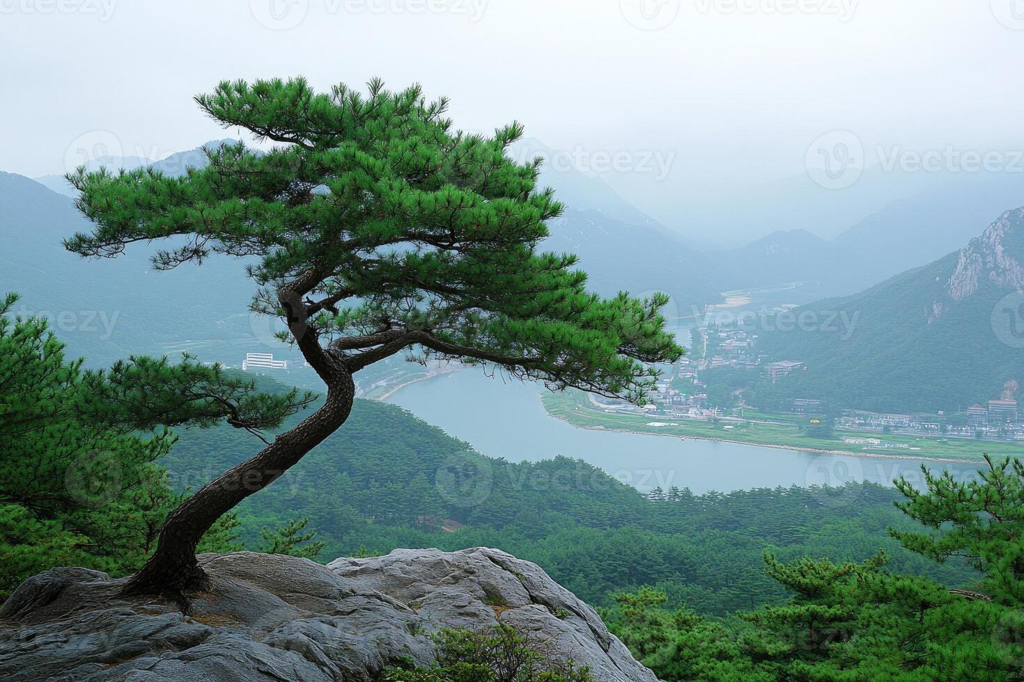 Korean pine tree growing on a cliff overlooking a valley in south korea photo