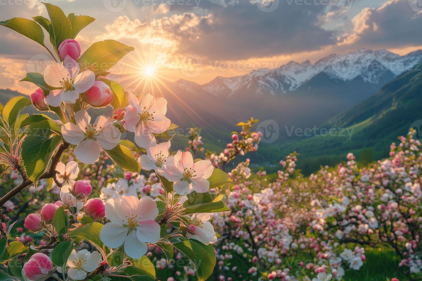 Blooming apple tree branch at sunset in mountain valley orchard photo