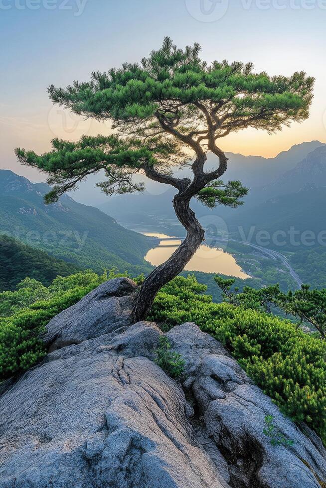 Lone pine tree growing on a rock overlooking mountain valley at sunset photo