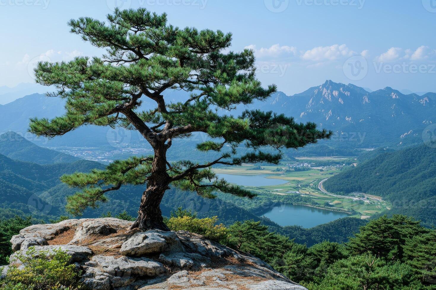 Korean pine tree growing on a cliff overlooking a valley in south korea photo
