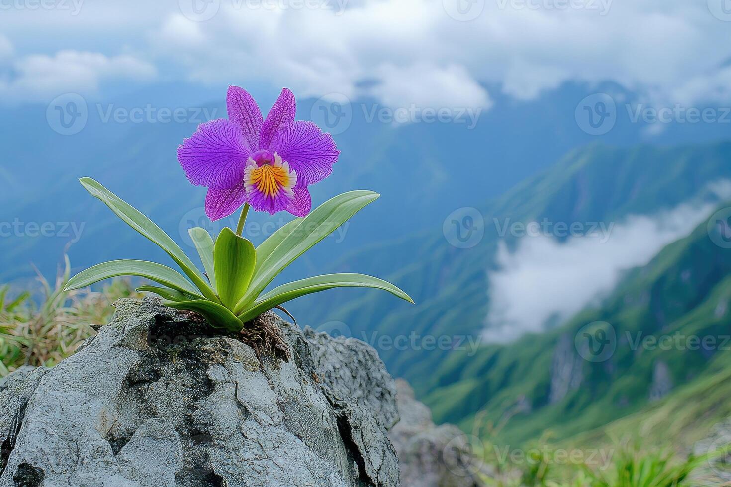 Purple orchid growing on mountain peak with valley view photo