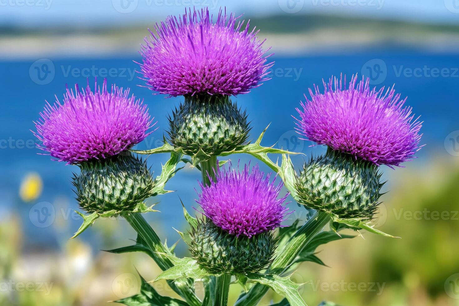 Blooming thistle flowers growing near the sea in sunny day photo