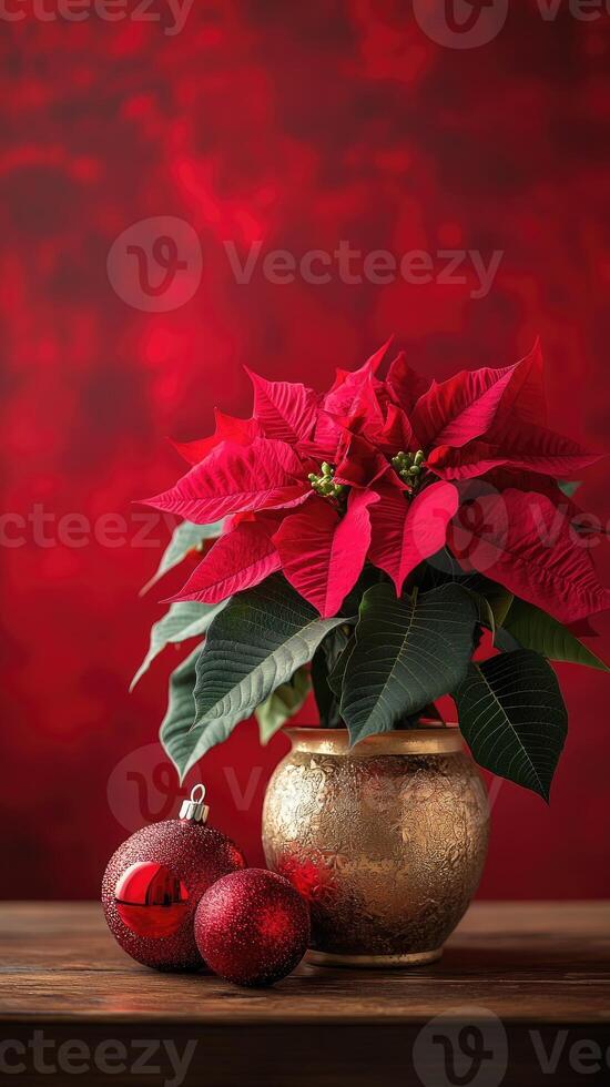 Christmas poinsettia with red baubles creating festive atmosphere photo