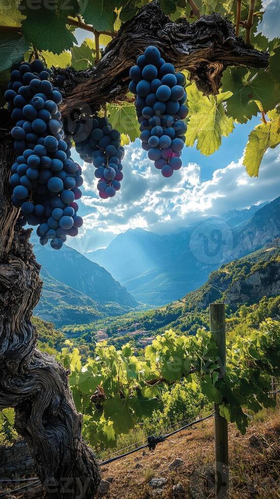 Ripe grapes hanging from vine in sunny vineyard with mountain view photo