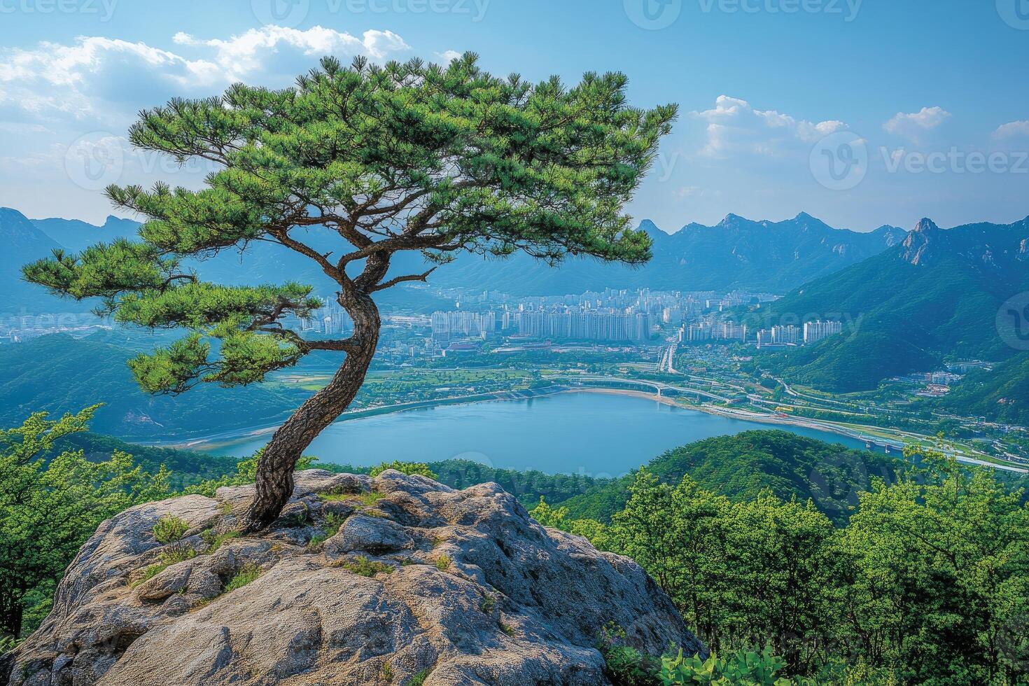 Korean pine tree growing on a cliff overlooking a valley in south korea photo