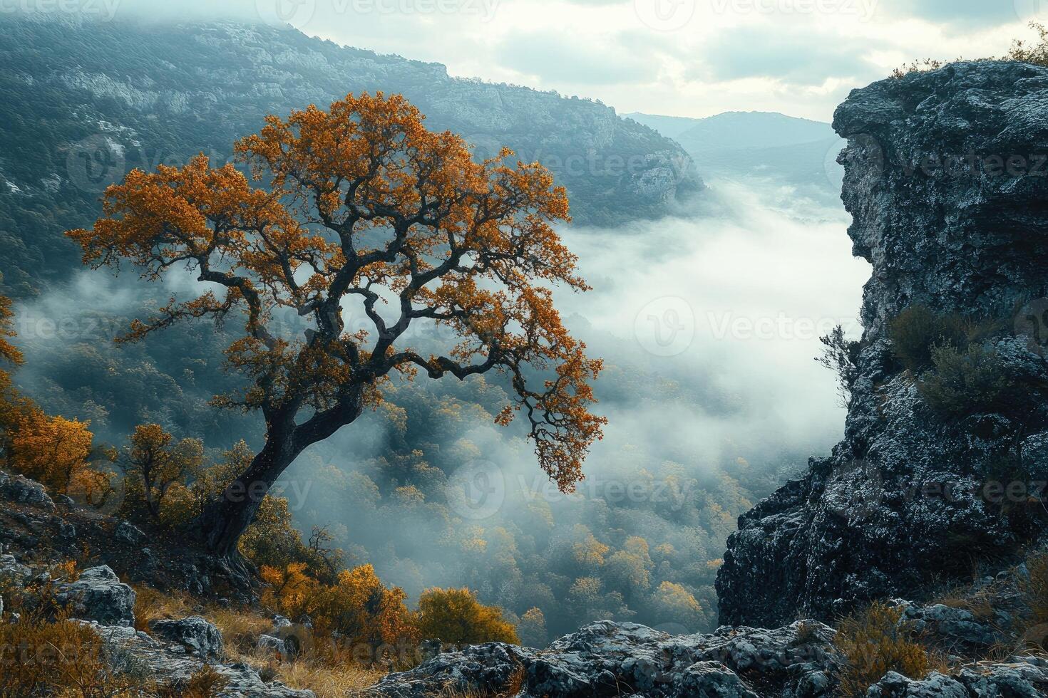Majestic autumn tree standing on a cliff in a misty canyon photo