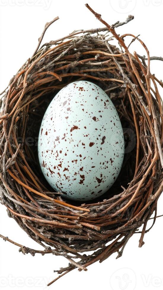 Light blue speckled egg resting in bird nest on white background photo