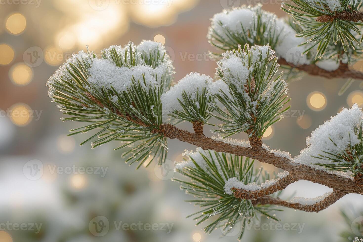 Snow covered pine tree branch at sunset in winter photo