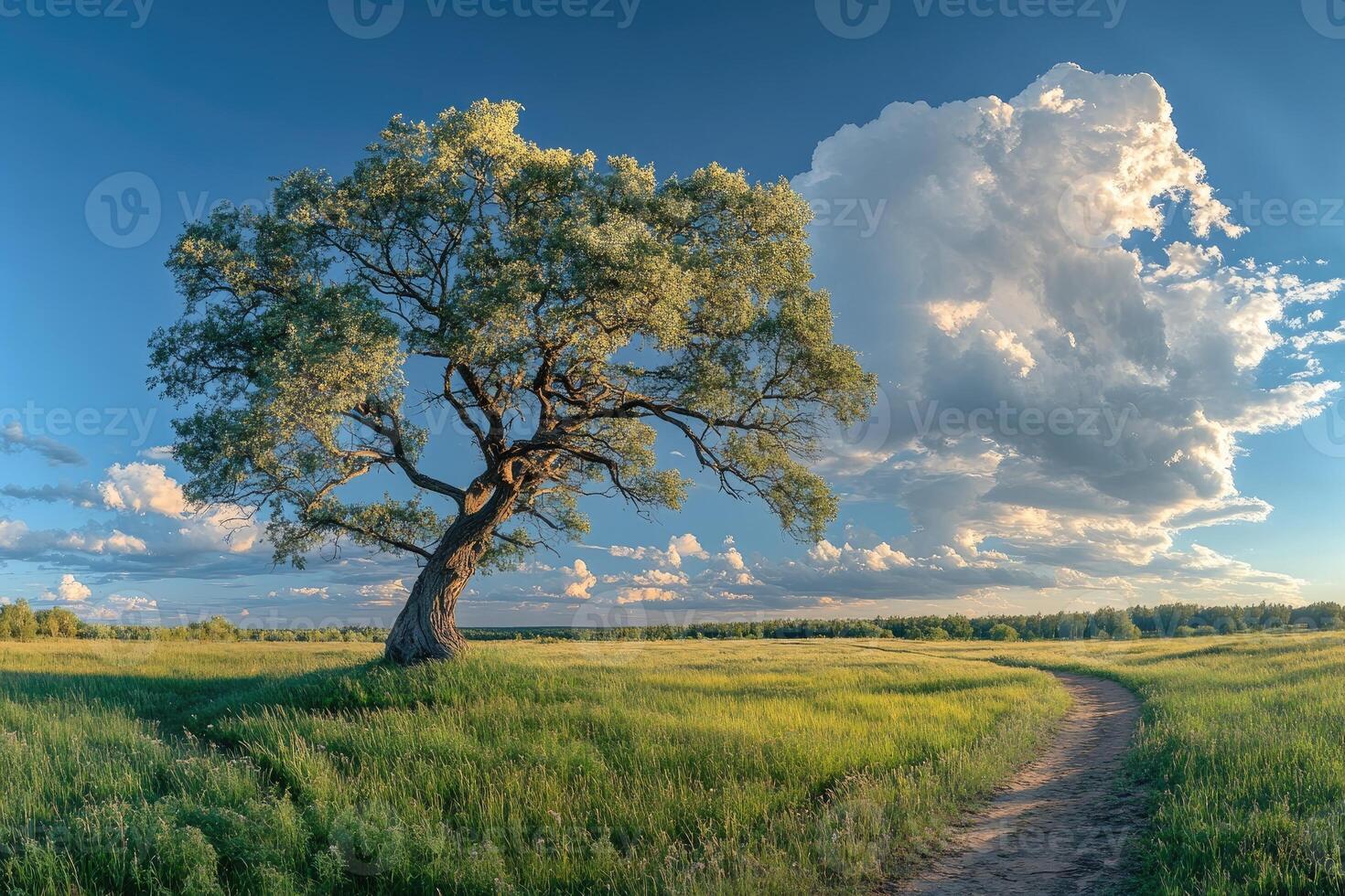 Large lonely tree dominating green meadow under cloudy sky photo