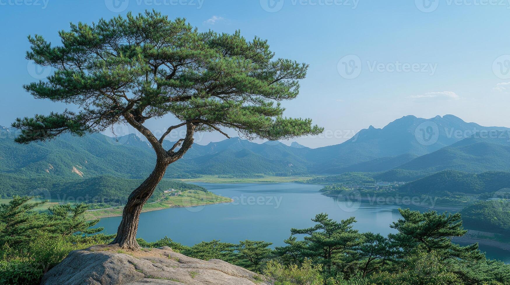 Korean pine tree growing on a cliff overlooking a valley in south korea photo