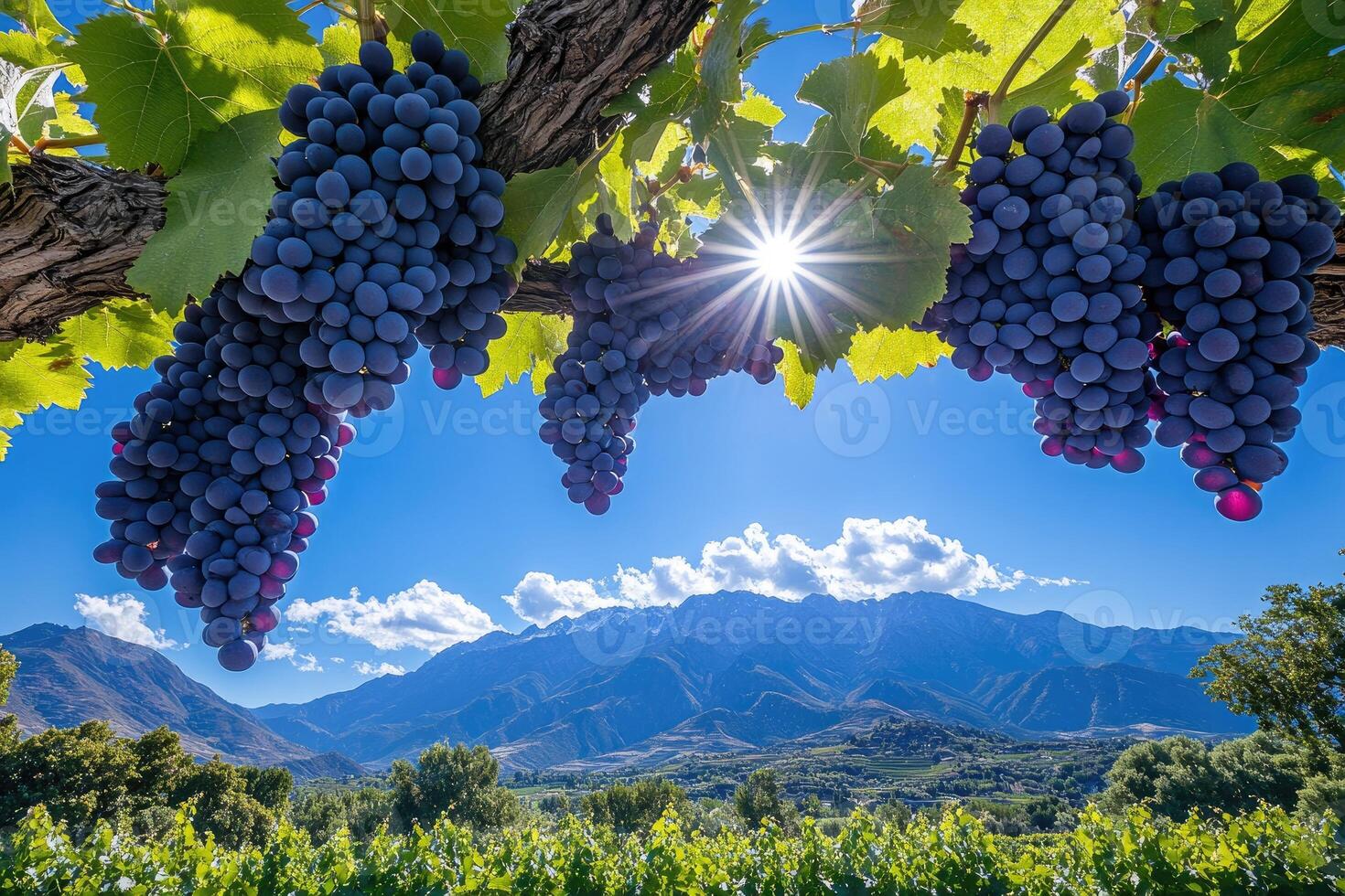Ripe grapes hanging from vine in vineyard with mountain backdrop photo