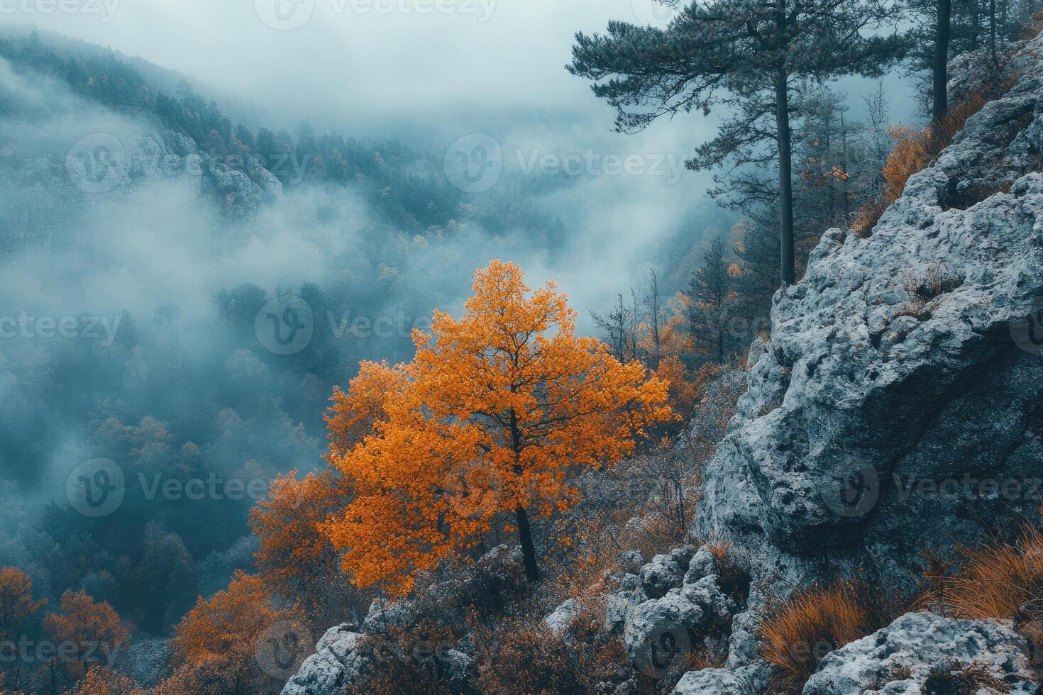 Vibrant orange tree standing out in misty autumn mountain forest photo