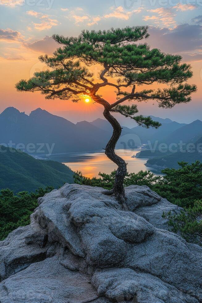 Lone pine tree growing on a rock overlooking mountain valley at sunset photo