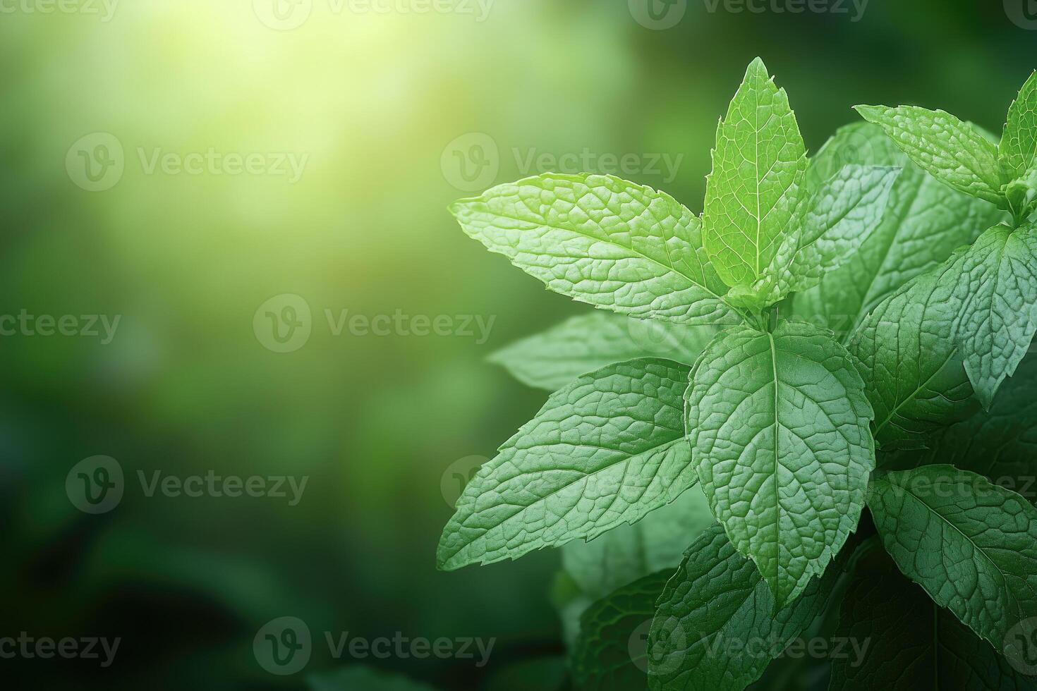 Fresh mint leaves on blurred nature background. Mint leaves with bokeh effect. photo