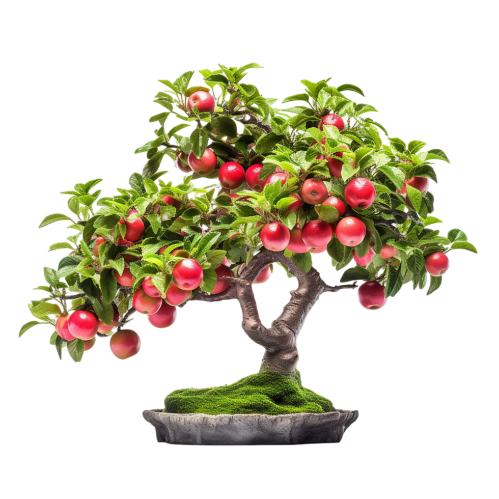 Bonsai Tree with Red Apples Growing on a Small Pot png
