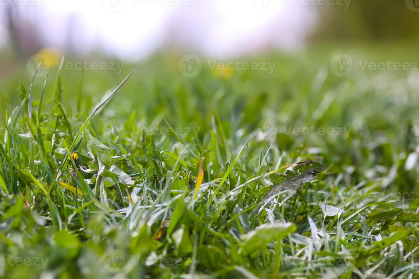 Fresh green grass on spring meadow. photo
