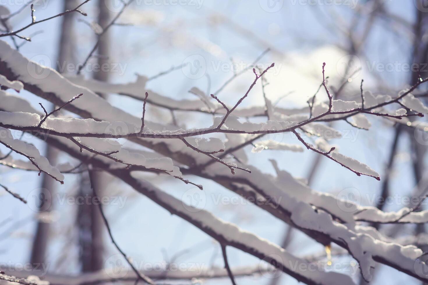 Melting snow on forest tree branches in sunny winter day photo