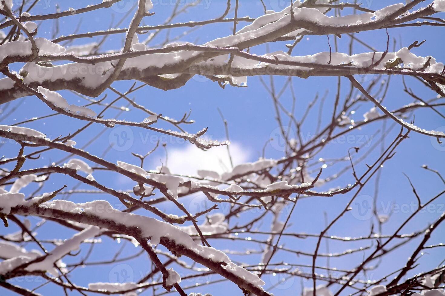 Melting snow on forest tree branches in sunny winter day photo
