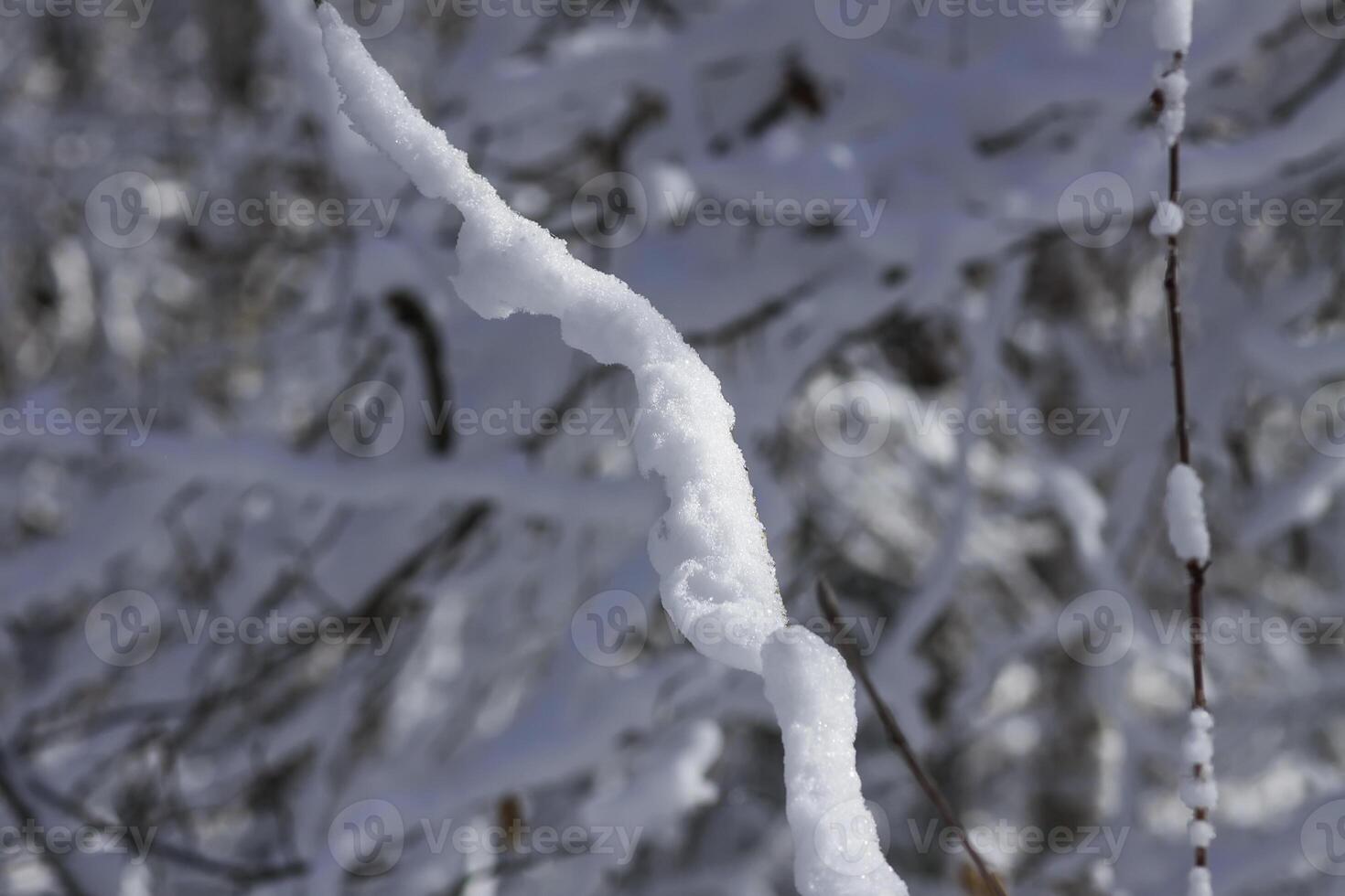 Melting snow on forest tree branches in sunny winter day photo