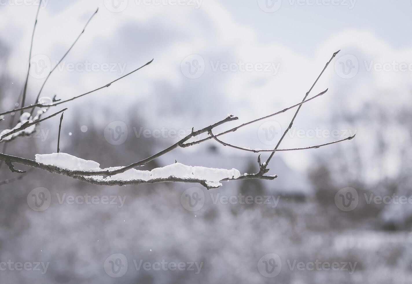 Melting snow on forest tree branches in sunny winter day photo