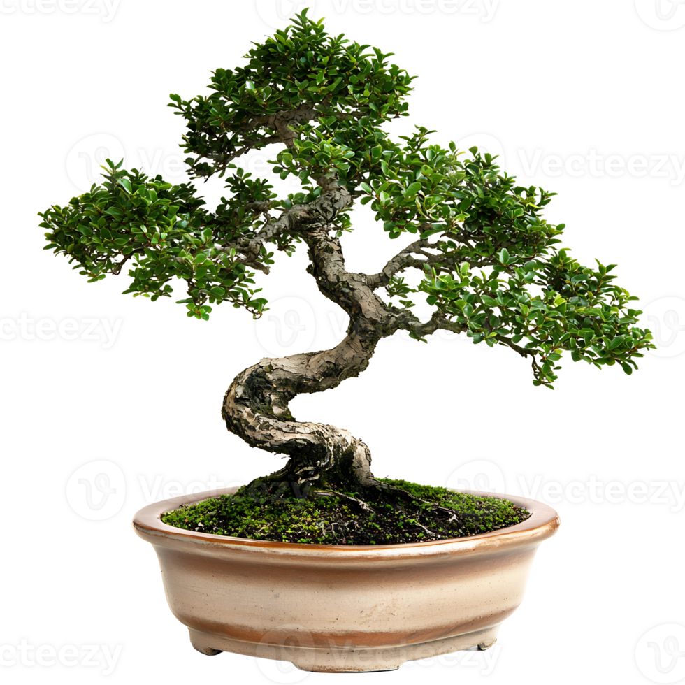 Miniature Bonsai Tree in Ceramic Pot for Elegant Indoor or Outdoor Decor png