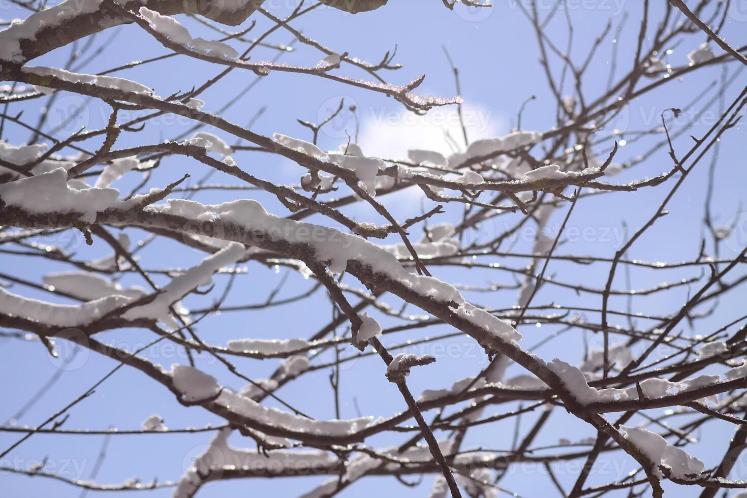 Melting snow on forest tree branches in sunny winter day photo