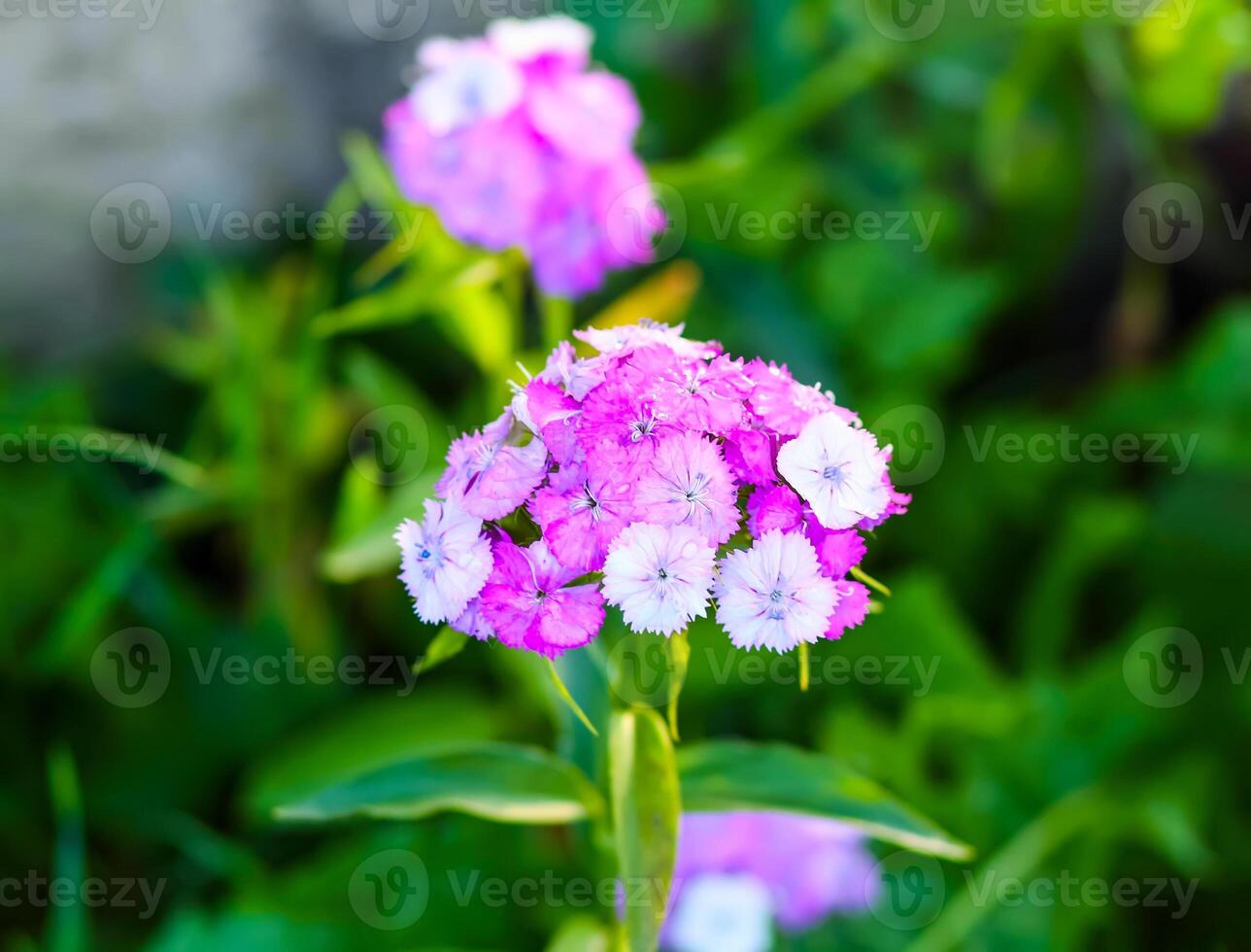 Summer flowers in a filed on a sunny day photo