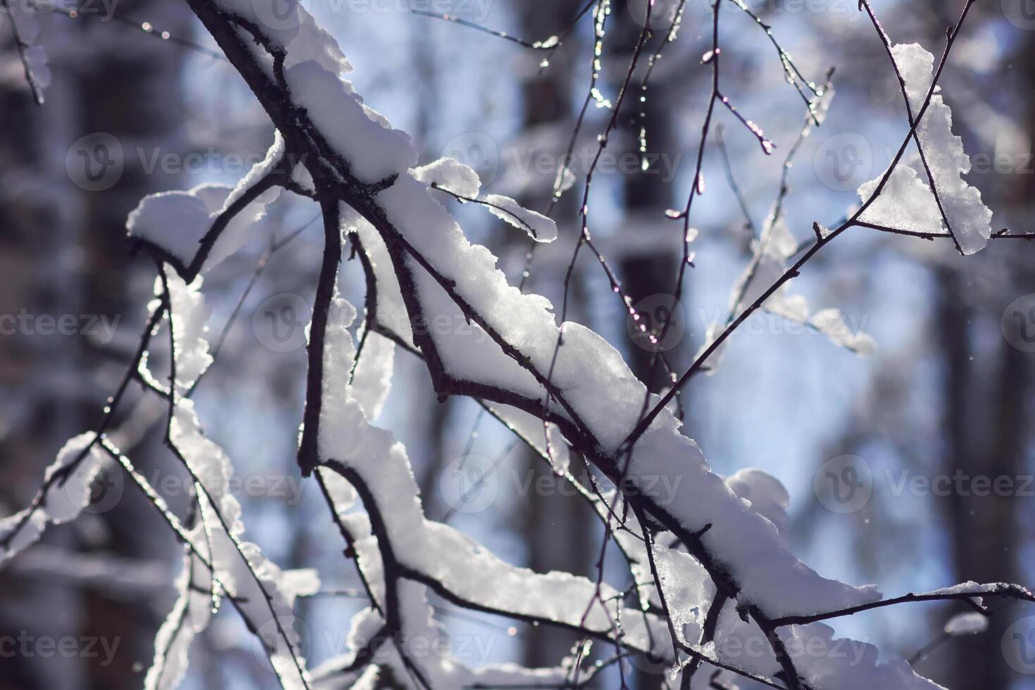 Melting snow on forest tree branches in sunny winter day photo