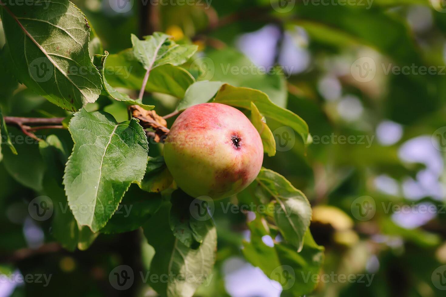 Ripe apples on apple tree branch. Fresh ripe organic fruits photo