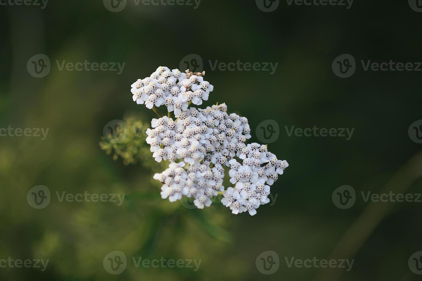 Insect field bug on a yarrow white flower photo
