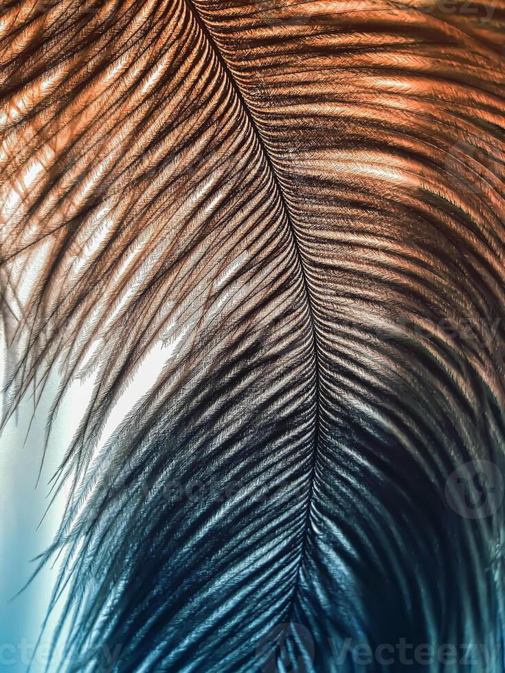 Ostrich feather and shadows on light background photo