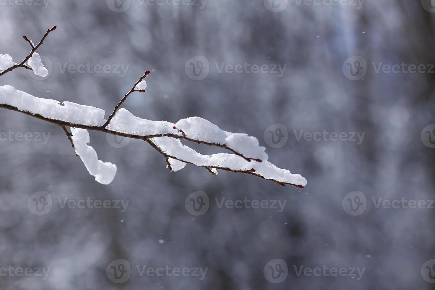 Melting snow on forest tree branches in sunny winter day photo