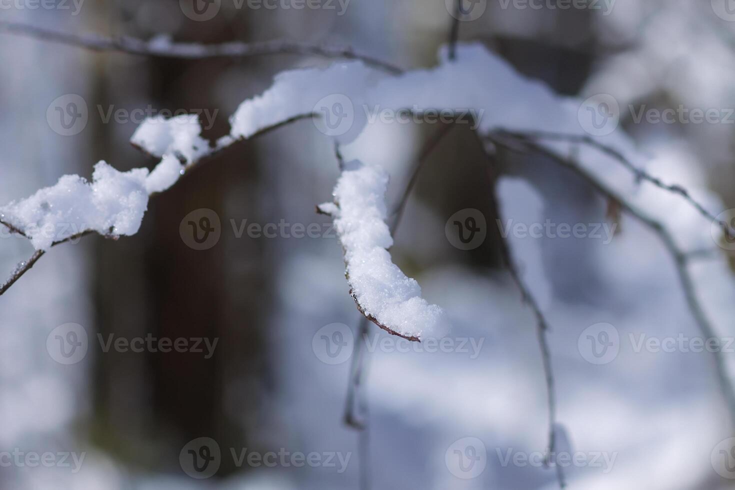 Melting snow on forest tree branches in sunny winter day photo