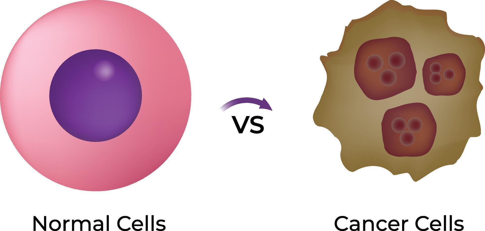 Normal Cells vs Cancer Cells Structure Design Illustration vector