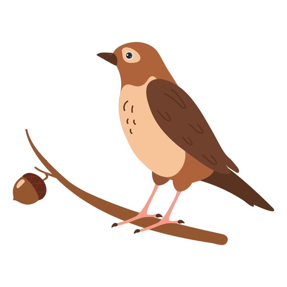 Brown bird perched on a branch with an acorn in a natural setting vector