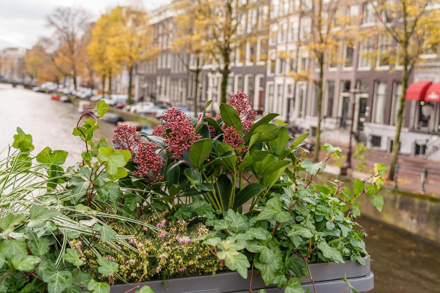 amsterdam in the netherlands with flowers photo