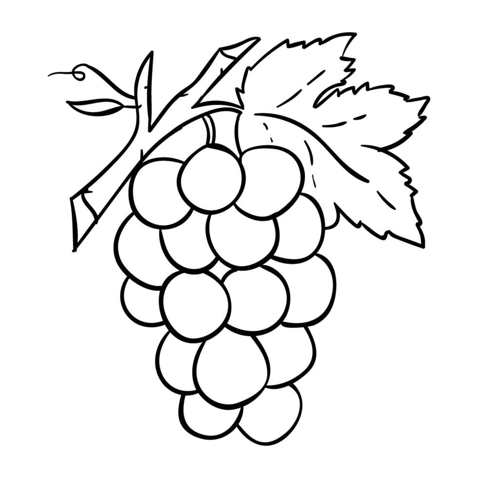 grapes coloring pages for kids vector