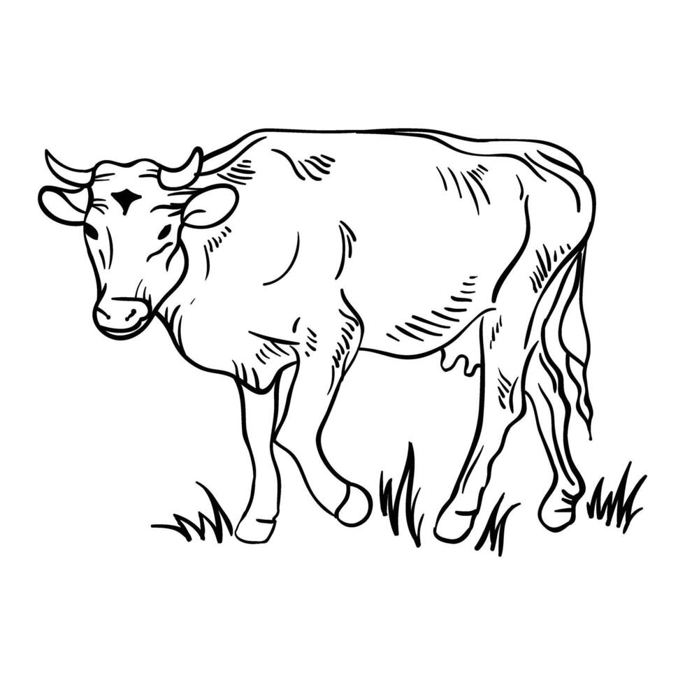 a cow is standing in the grass coloring page vector
